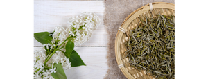 White Tea